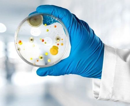 Placa de análise microbiológica segurada por uma mão com luva
