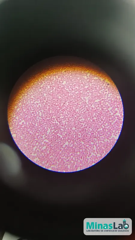 Um olhar pela microscopia